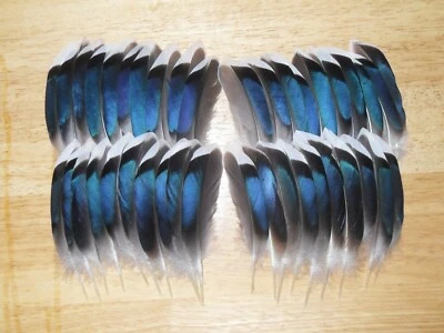 40 MALLARD DUCK WING FEATHERS,FLY TYING,MILLINERY,HAIR,ART & CRAFT,JEWELLERY