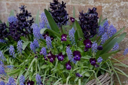 SPRING FLOWERING BULBS - GRAPE HYACINTH (Muscari) Blue - 25 x BULBS - Picture 3 of 3