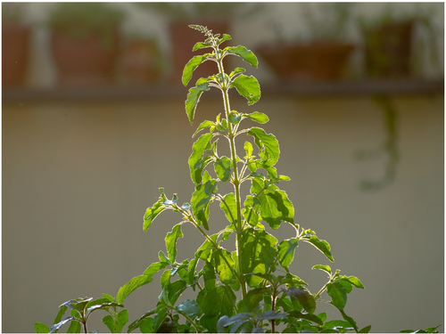 50 X HOLY BASIL-GREEN INDIAN SEEDS-RAMA TULSI-CULINARY HERBAL TEA PLANTS - Picture 5 of 9