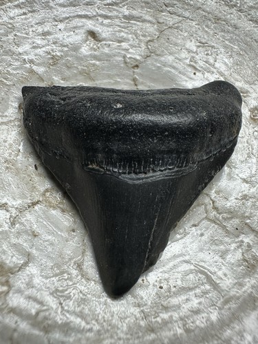 2" MEGALODON Haizahn NATÜRLICHES FOSSIL SELTEN SOUTH CAROLINA