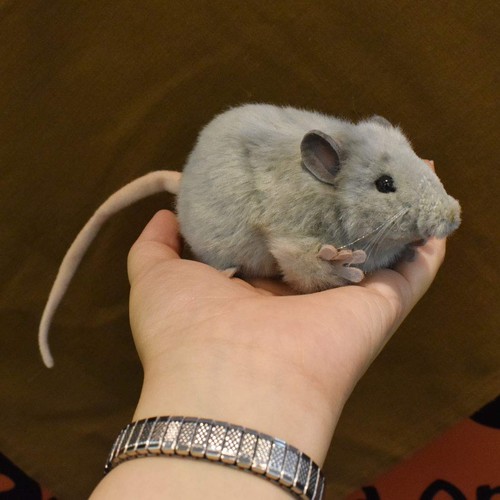 HANSA Gray Mouse No.5579 12cm Animal Plush Toy Shipping from Japan NEW - Picture 8 of 9