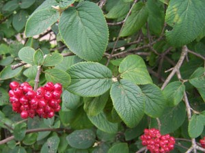 Viburnum Lantana #474 WAYFARING TREE 25 seeds Viburnum Lantana #474 WAYFARING TREE 25 seeds