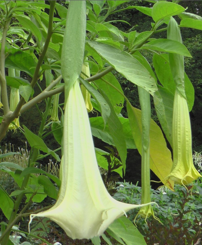 Supernova White Angel Trumpet Brugmansia - Fragrant 24" Bloom, Live Plant 3" Pot - Picture 9 of 12