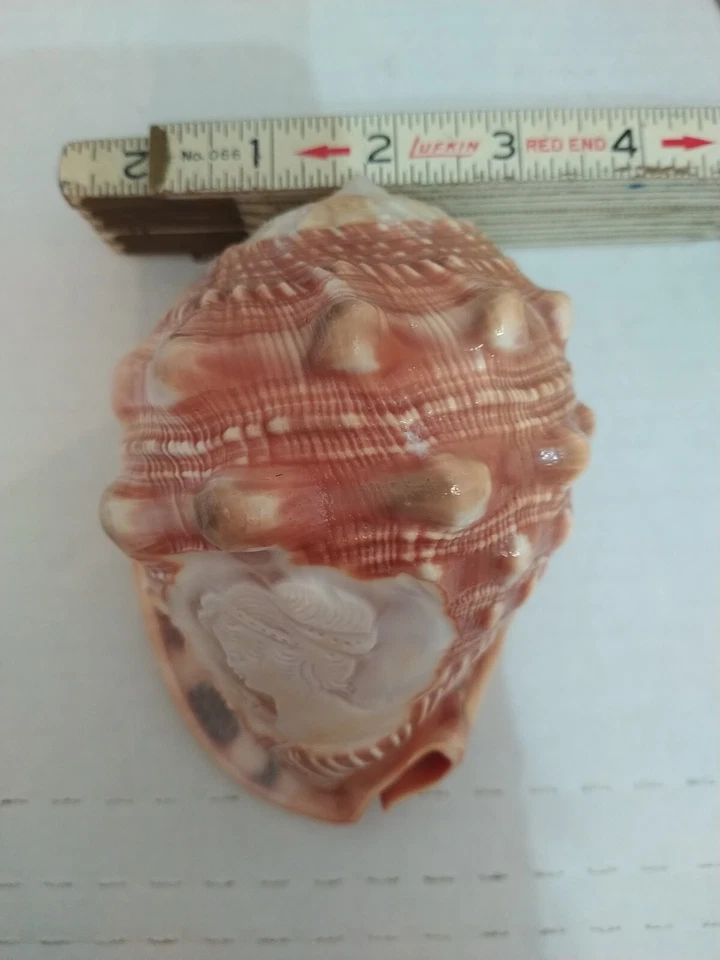 Letrero artístico vintage italiano tallado a mano camafeo retrato caracola M+M Scognamiglo Foto 3 de 4