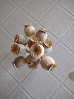New ListingCrafters! Extra Large Poppies Pods Natural Dried Flowers