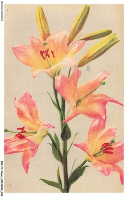 BBIP1-0024-BLUMEN - Rosa und orange Lilien