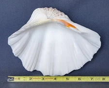 Large TRIDACNA GIGAS Clam Seashell Half 7.5" x 6" BEAR PAW Clean