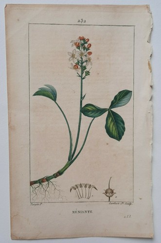 MENIANTE Botanique GRAVURE Lambert TURPIN Plante Fleurs XIX° - Picture 2 of 2