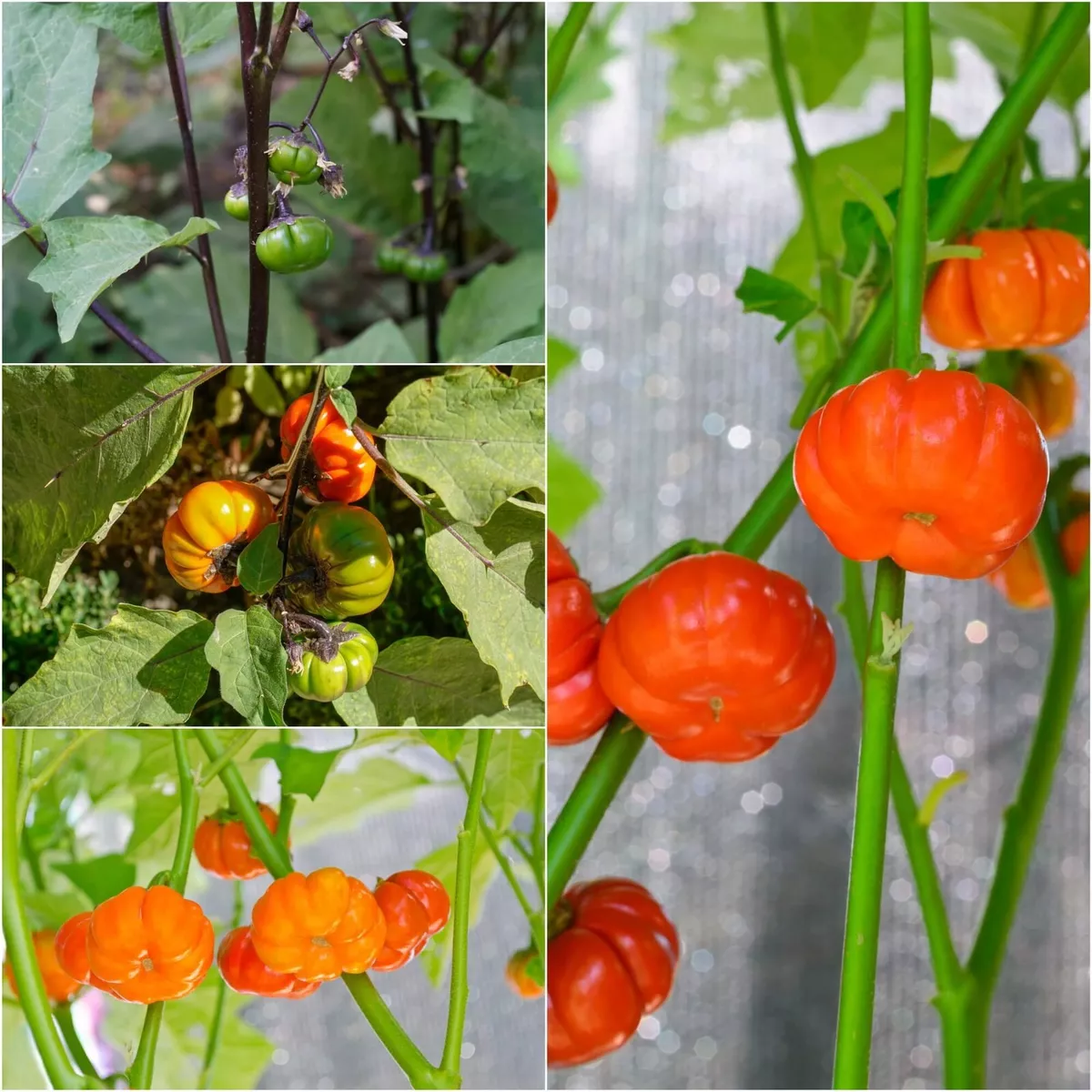 Pumpkin on a Stick (Chinese Scarlet Eggplant) - 10 Seeds