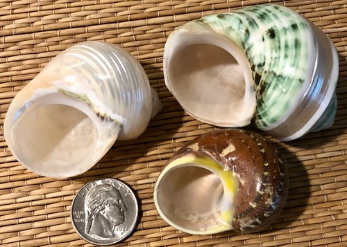 3 - 1-7/8" to 2-3/4" POLISHED TURBO SEA SHELLS, Hermit Crab or Collection - Picture 5 of 5