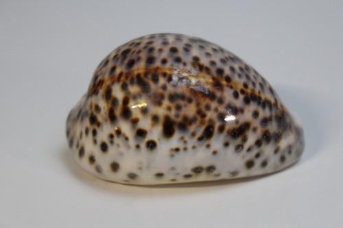 Cypraea Cervus Cowrie Seashell 91mm 3.58" Shell Tigris Tiger Schilderiana Hawaii - Picture 2 of 24