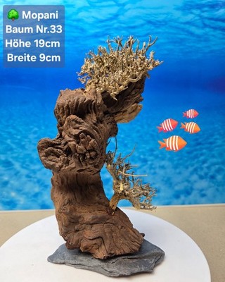   TOP Aquarium Mopani Wurzel   Bonsai Baum auf Schieferplatte