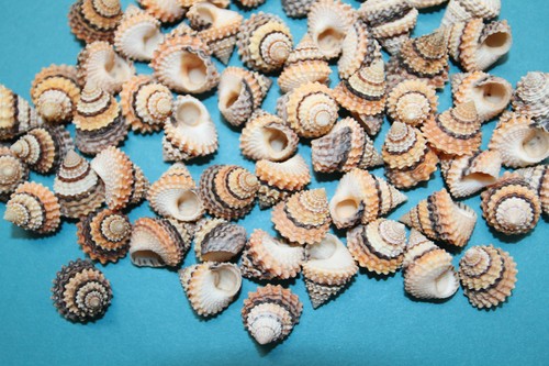 10-TECTARIUS CONRONATUS,Med/Lg Craft Seashells,jewelry supply,all occasion gift. - Picture 9 of 10