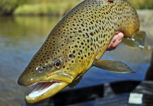 RS2 Nymph Emerger Sparkle Wing Chocolate - Moscas premium de pesca con mosca de trucha - Imagen 4 de 18