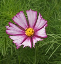 Cosmos Seeds - Picotee, 100 Seeds, Heirloom, Open Pollinated, Non-GMO