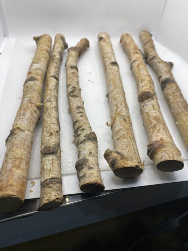 Six Birchwood Logs, approximately 12 inches in length