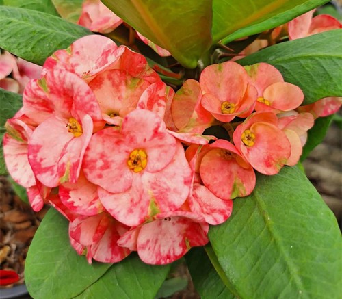 5 mystery Crown Of Thorns Plant Euphorbia Milii Starter Plants Perennial Flower - Picture 18 of 24
