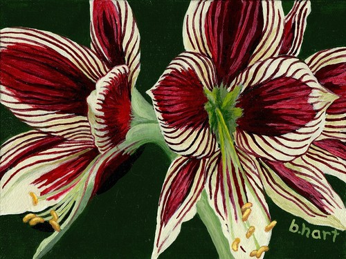 Amaryllis Flower Print, Floral Wall Art, Original Flower Giclee-Botanical Print - Picture 3 of 4