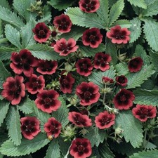 Potentilla 'Monarch's Velvet' 1x Seed Packet (Approx. 75 Seeds) by