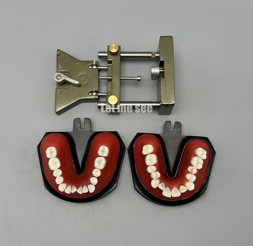 1set Dental Orthodontic Simulator Training Teeth Model Typodout Model - Picture 6 of 16