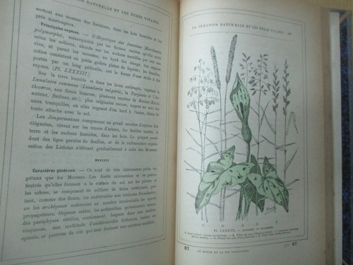 Rengade "Die Naturschöpfung und die Lebewesen (Geologie, Botanik)" 1887 - Bild 6 von 9