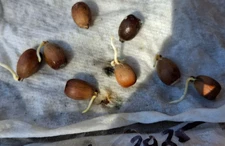 20 count Emory Oak Acorns From July 2025 Hand Picked for Sprouting