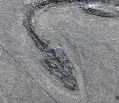 Tierfossil Keichusaurus 200-250 Million Jahren alt in Schiefer aus Nachlass - Bild 4 von 6