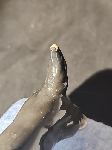 1934 -1942 Pfeffer Germany grauer Scottish Terrier Figur  - Bild 7 von 7