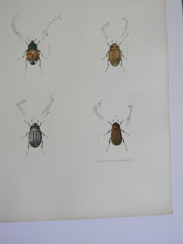 Beetle Insects 1854 Hand-color Real Antique Book Plate #24 Emmons & Pease Foxing - Foto 10 di 14