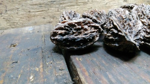 10 Butternut tree seeds (Juglans cinerea) aka White Walnut seeds Edible - Picture 7 of 12