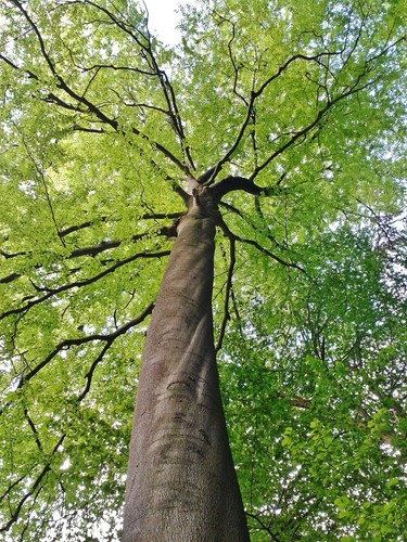 2 American Beech Trees - 6-12" Tall Live Plants - Quart Pots - Fagus grandifolia - Picture 10 of 11