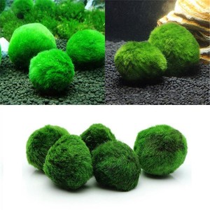 Green-Giant-Marimo-Moss-Ball-Cladophora-Live-Aquarium-Plant-Fish-Aquarium-Decor