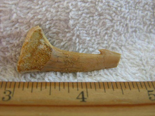 Dinosaur fossil tooth extinct onchopristis sawfish Cretaceous 2 inch CSF60 - Picture 2 of 2
