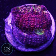 CS PINK BOOBIES CHALICE - WYSIWYG LIVE CORAL