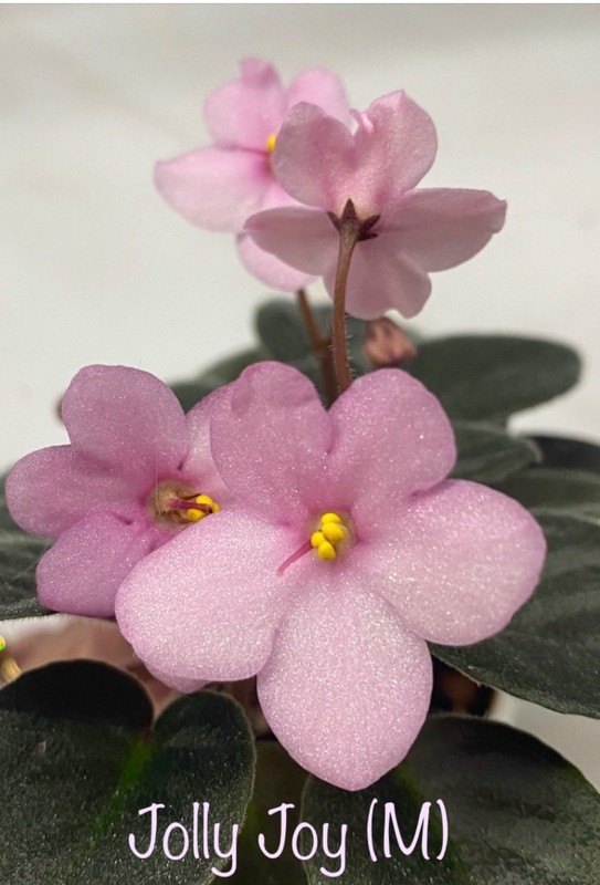 African Violet~ Jolly Joy! Miniature!~Starter