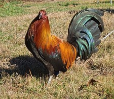 BLACK JACKET GAMEFOWL PICTURE'S- EGGS 1 read description 