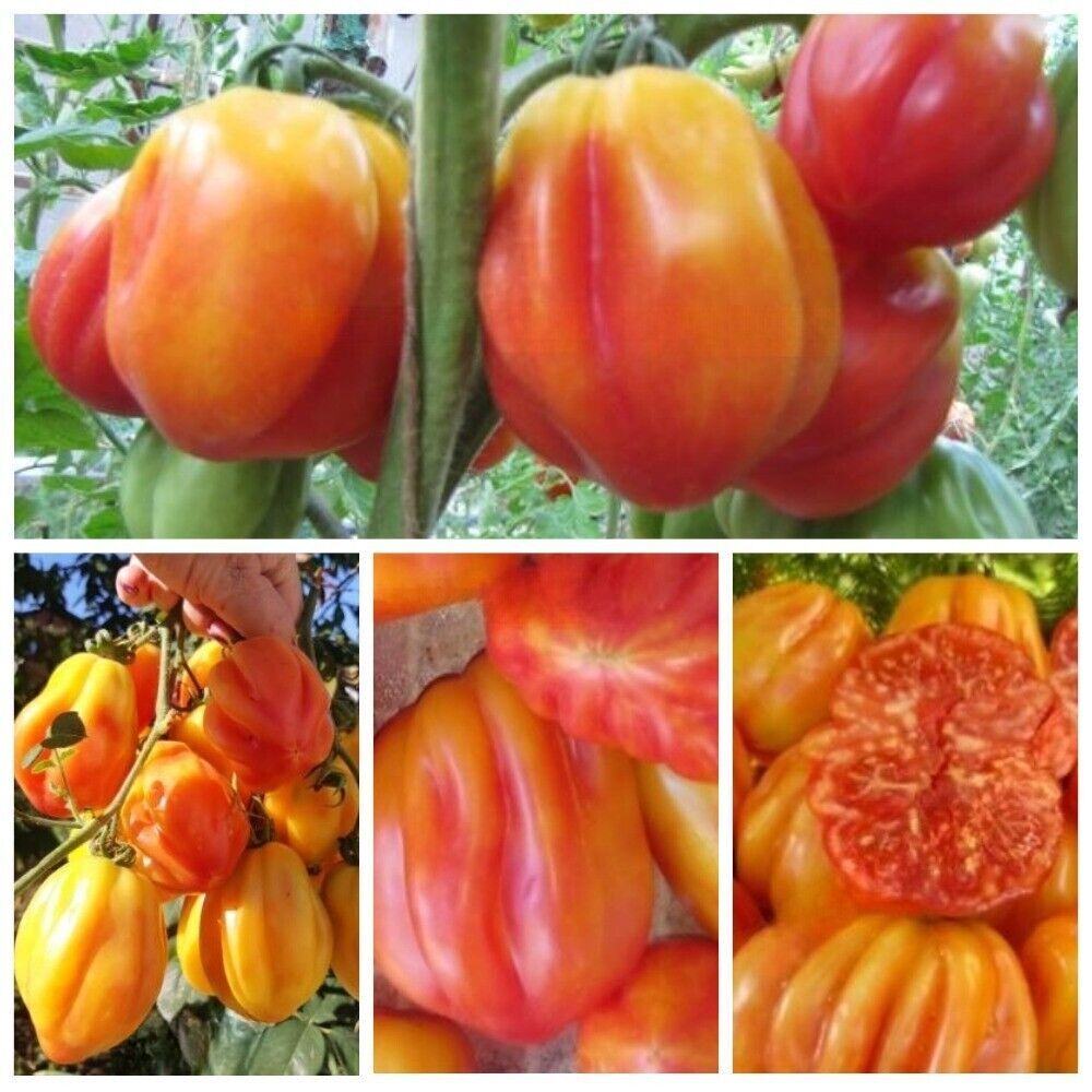 Калифорнийский Тюльпан California Tulip Томат Семена Tomate Samen Seeds ...