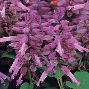 50-Salvia-Seeds-Vista-Lavender-FLOWER-SEEDS-Garden-Starts-Nursery
