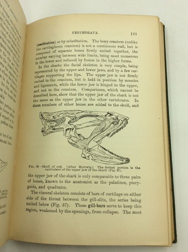 ELEMENTS OF COMPARATIVE ZOOLOGY by J.S. Kingsley - 1898 - Animals - Insects - Imagen 4 de 6