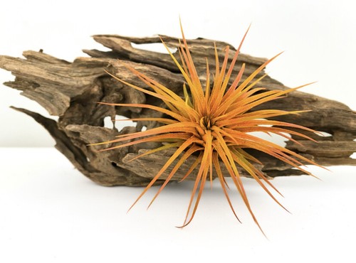 Live Colored Air Plants Ionantha Guatemala Tillandsia Airplant FREE SHIPPING - Picture 12 of 18