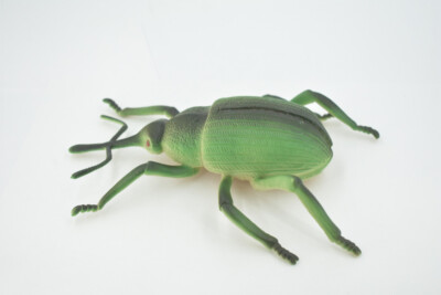DeliciousTaylormade BeeAroundLil’BEEtle Cicindela punctulata ssp chihuahuae Arizona #74 Mantichora