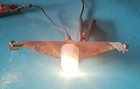 1966 Chrysler License Plate Light Lamp Assembly Newport New Yorker Chrysler 300
