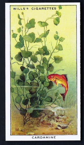 WILLS - POND & AQUARIUM, 2ND - PICK THE CARDS YOU NEED - Picture 14 of 51