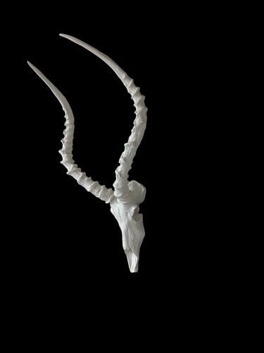 africa impala skull faux replica Interior Design skulls african horns - Picture 3 of 4