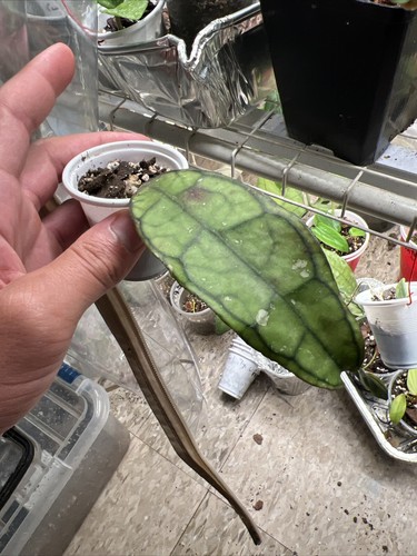 Hoya Finlaysonii Black Leaves Splash (THAILAND IMPORT) - Picture 2 of 3