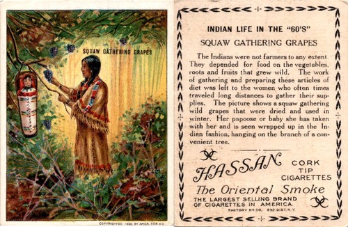 T73 Hassan, Indian Life, 1910, Squaw Trauben sammeln (A51)