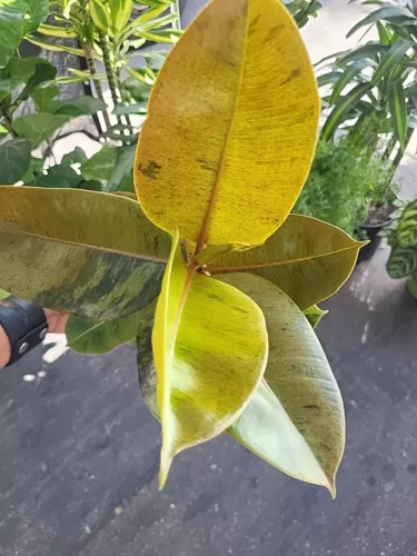 Ficus Shivereana Moonshine Variegated Rubber House Plant~ Rooted  Plant In a 6"p