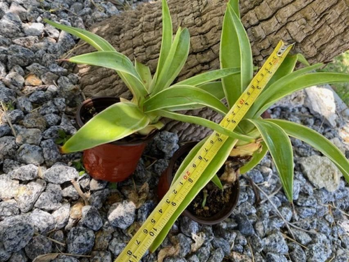 2 VARIEGATED AGAVE DESMETTIANA. SMOOTH AGAVE ROOTED PUPS 6-10" OR MORE DIAMETER - Picture 3 of 15