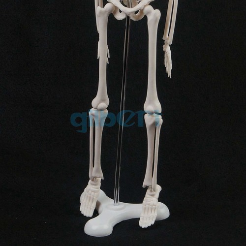 Póster médico modelo esqueleto anatómico humano de 45 cm ayuda médica para aprender - Imagen 3 de 4