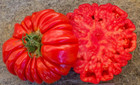 15 Costoluto di Parma Tomato Seeds - Italian Heirloom